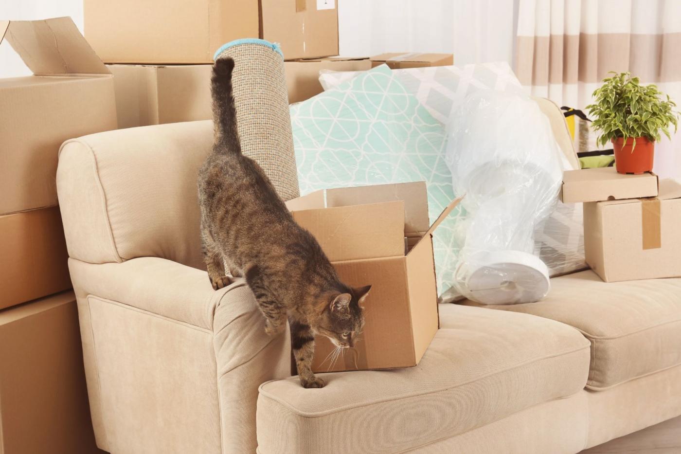 Imveis Pet Friendly: O que so e por que esto em alta?
